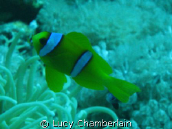 An Anemone Fish, taken in the Red Sea in 2007 by Lucy Chamberlain 
